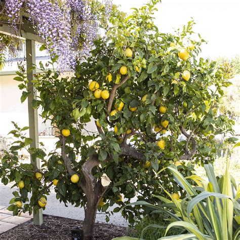 How to Grow Eureka Lemon Trees