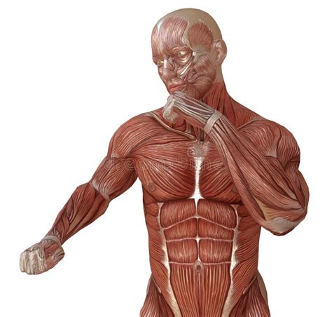 Male Body Without Skin, Anatomy And Muscles 3d Illustration Isolated On White Stock Illustration ...