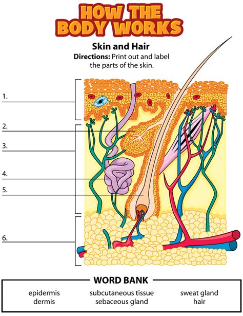 label parts of skin | Human body lesson, Skin anatomy, Human body ...