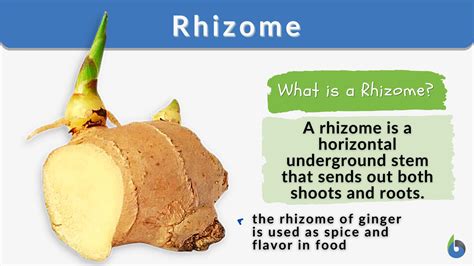 Rhizome - Definition and Examples - Biology Online Dictionary