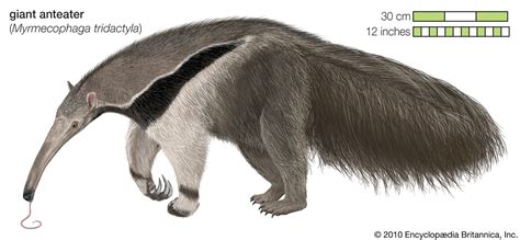 Giant Anteater