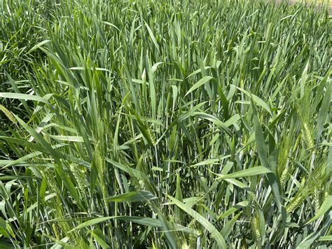 2023 NDSU Hard Red Spring Wheat, Durum and Barley-Oat-Rye variety trial results now available ...