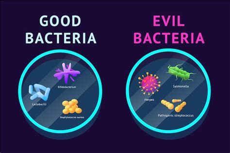 Premium Vector | Good and bad bacteria Lactobacillus and probiotic Microbe germs in gut ...