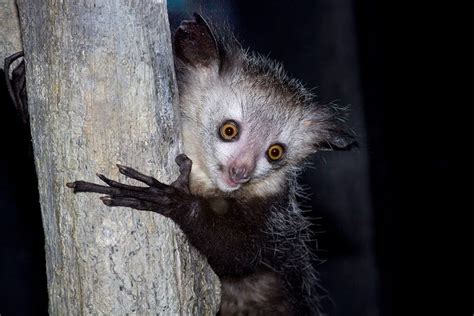 Aye-aye | Animals Wiki | Fandom