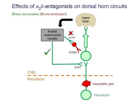 Mechanism of action of analgesics (2012)