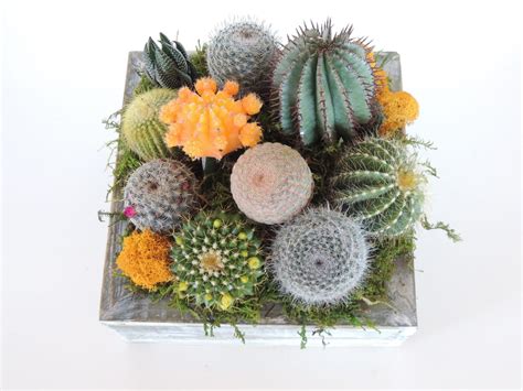 Live Cactus Arrangement in Wooden Container