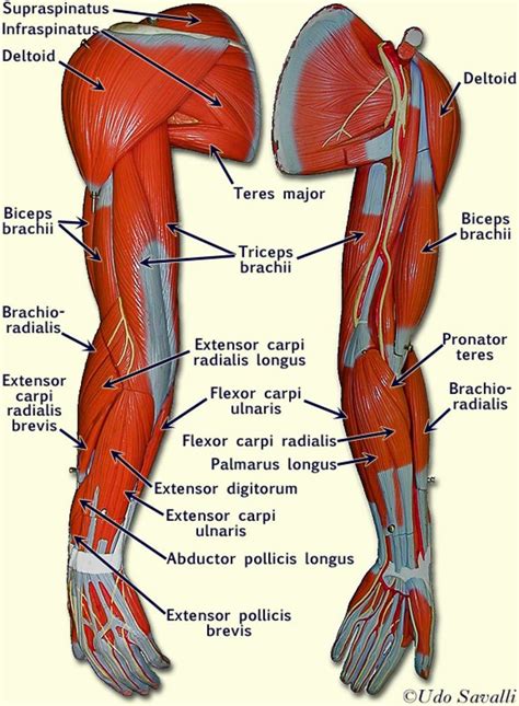 Best 25+ Arm muscle anatomy ideas on Pinterest | Arm anatomy, Human ...