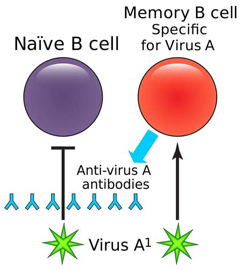 Memory B cell : r/wikipedia