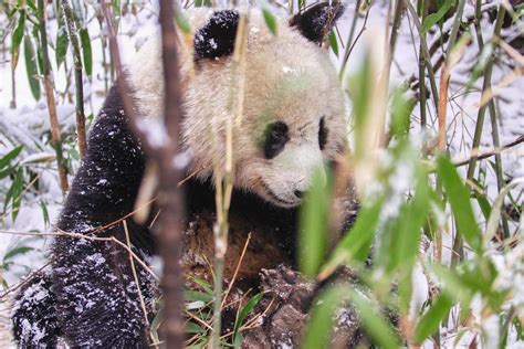 Giant Panda Habitat Temperature | Bruin Blog