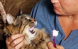 5 Tips for Cleaning Cat Teeth | Animal Planet