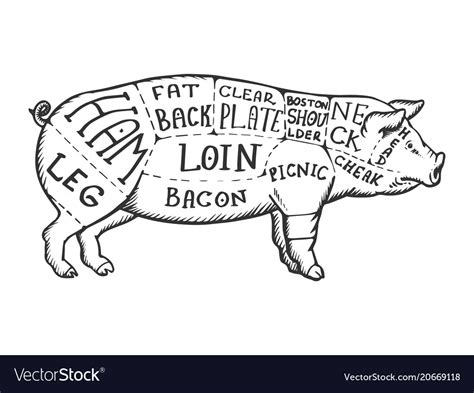 Meat diagram pig engraving Royalty Free Vector Image