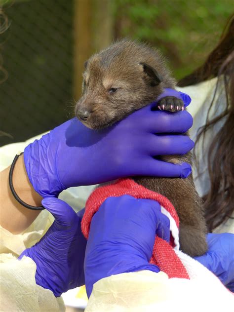 Critically Endangered Red Wolf Pups Born at WNC Nature Center - WNC ...