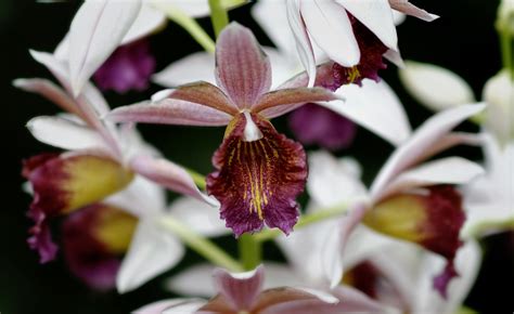 Orchid_RGB5021_OS | Orchids, Types of flowers, Hummingbird pictures