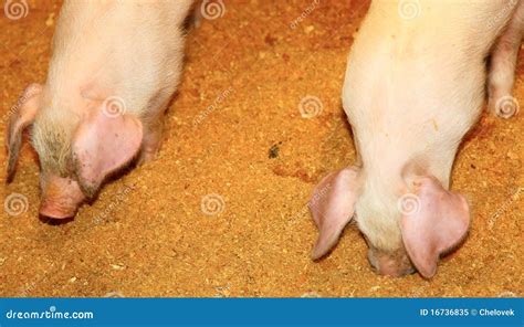 Two pigs stock image. Image of pink, close, child, natural - 16736835