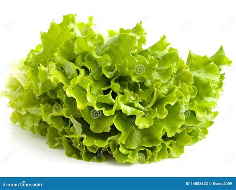 Salad leaves stock image. Image of freshness, vegetable - 14888333