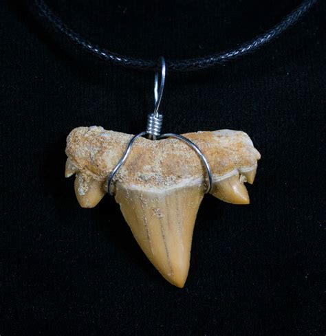 Fossil Otodus Shark Tooth Necklace (#4962) For Sale - FossilEra.com