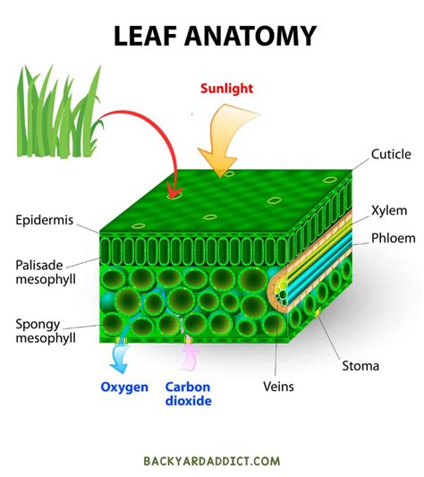 Anatomy of Grass 101: Learn About Grass Plant Parts | Backyard Addict