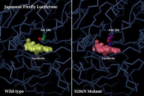 PDB-101: Molecule of the Month: Luciferase