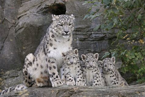 Marwell snow leopard family 2011 | Stop leaning in because w… | Flickr