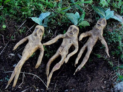 Mandragora root | Mandrake, Harry potter, Lion sculpture