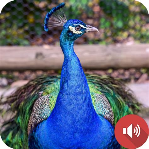 Peacock Sounds - Apps on Google Play