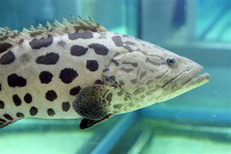 Potato Grouper Fish Undertwaer in the Great Barrier Reef Stock Image - Image of cairns, great ...