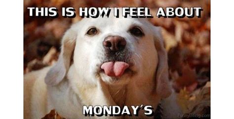 10 Memes About Monday