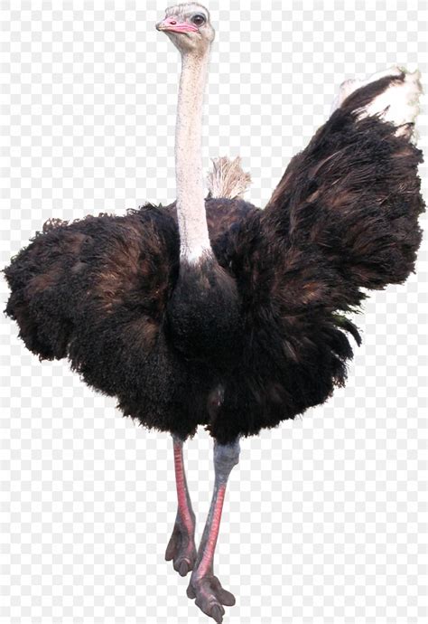 Common Ostrich Bird Emu, PNG, 1059x1543px, Common Ostrich, Beak, Bird ...