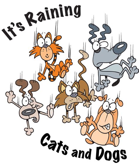 Funny Images Of Raining Cats And Dogs - Funny PNG