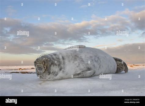 Lying around. New born baby seals in the snow, at Donna Nook, Norfolk EnglandLincolnshire, UK ...