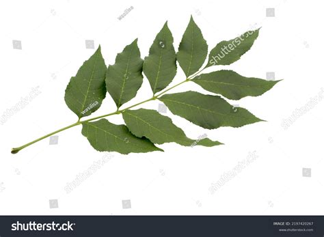 Green Ash Tree Fraxinus Americana Leaf Stock Photo 2197420267 ...