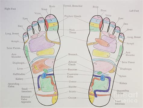 Reflexology Chart Showing Pressure Points On Feet Photograph by ...