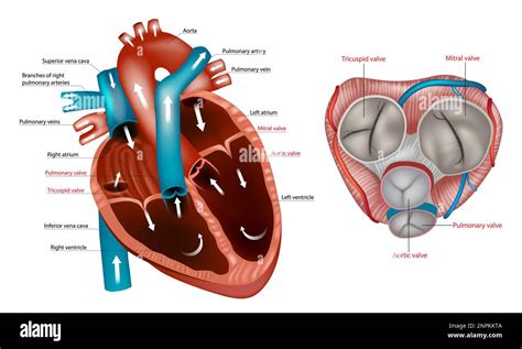 Structure of the Heart valves anatomy. Mitral valve, pulmonary valve, aortic valve and the ...