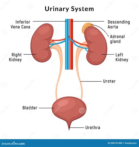 Diagram Of Female Reproductive System Bladder Internal Femal