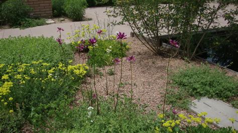 Photo #29832 | Dichelostemma 'Pink Diamond' | plant lust