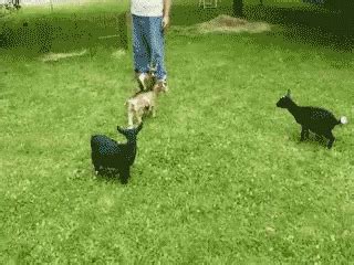 Goat Hey GIF - Goat Hey HeyGoat - Discover & Share GIFs