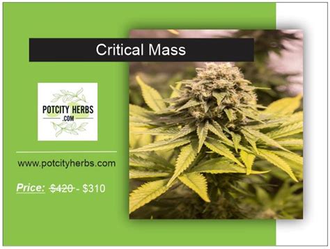 Critical Mass Strain - Potcityherbs