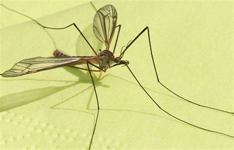 The gallinipper is a heavyweight in the mosquito world. It grows to ...