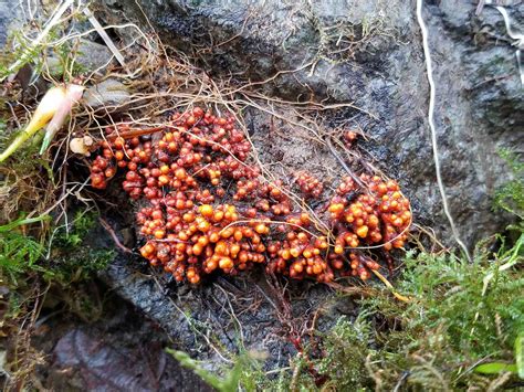 Nitrogen-fixing trees “eat” rocks, play pivotal role in forest health - The Global Plant Council