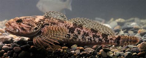 Sculpin Family (Cottidae) – Pearson Ecological