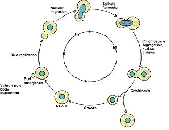 Budding Yeast Cell Cycle Model