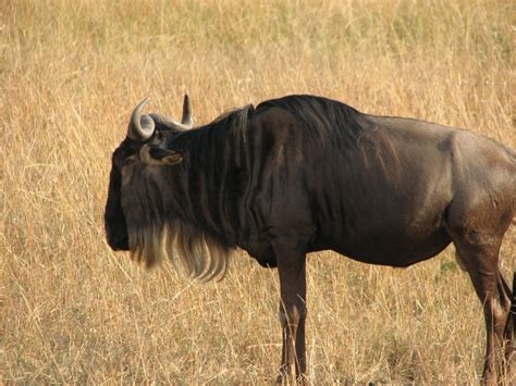 Did you know that wildebeest calves can walk and run within 3-7 minutes ...