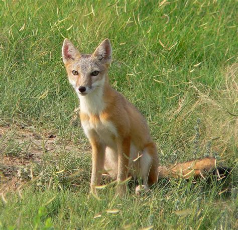 Reintroduced foxes don’t take completely to badlands | THE WILDLIFE SOCIETY