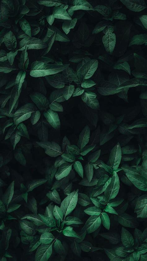 Dark Green Leaves Wallpapers - Top Free Dark Green Leaves Backgrounds ...