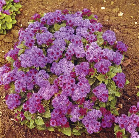 Ageratum houstonianum | plant | Britannica