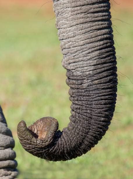 Elephant Trunk Stock Photos, Pictures & Royalty-Free Images - iStock