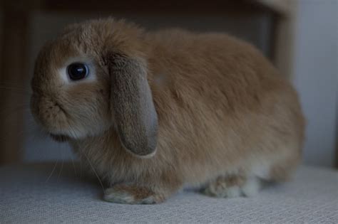 Rabbits For Sale In Indiana - Rabbits Life