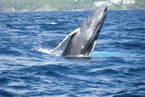 Samana Whale Watching Tour with Biologist Guide 2024 - Dominican Republic