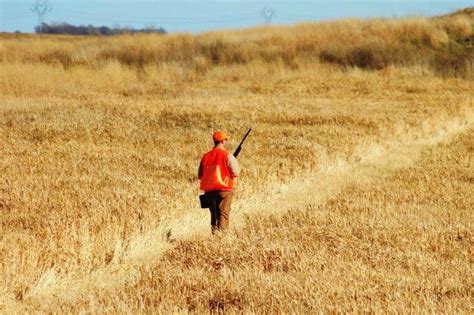 Practical Quail Hunting Tips Every Hunter Should Follow