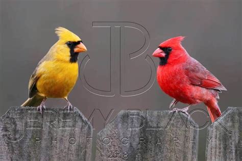 Rare Yellow Cardinal Sighting in Alabama is One in a Million